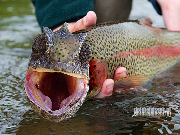 afschaffen Verhuizer meel Uitzet van de Kameleon-forel bij Forellenvijver Heioord in Neeritter. Meest  gestelde vragen: